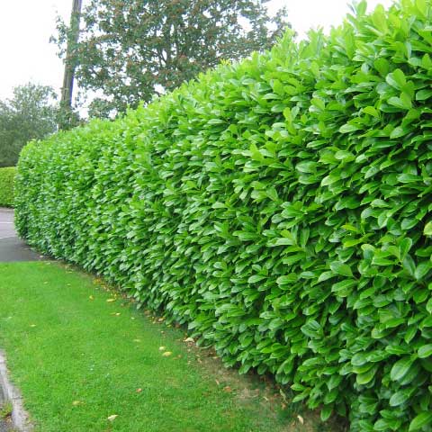 hedge trimming, tree pruning, laurel hedging,