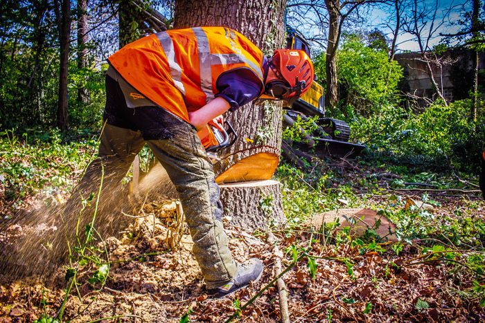 tree surgeons in manchester