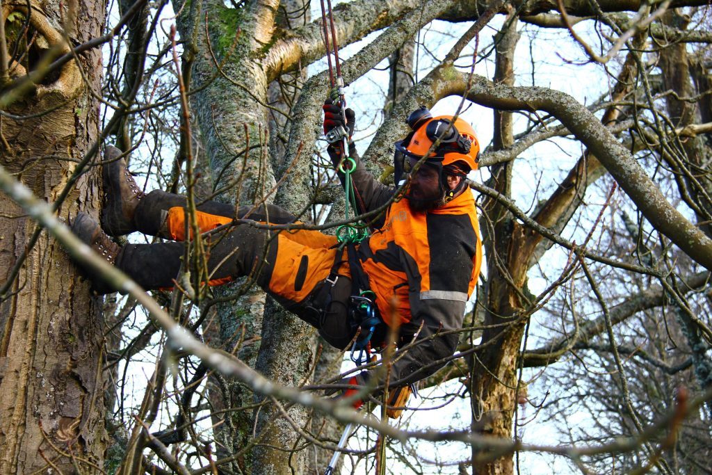 tree felling, tree surgery safety,