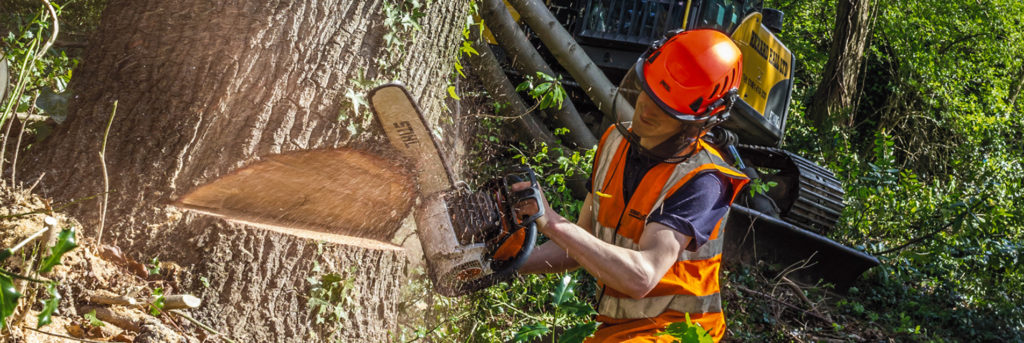 tree felling manchester, tree removal in manchester,