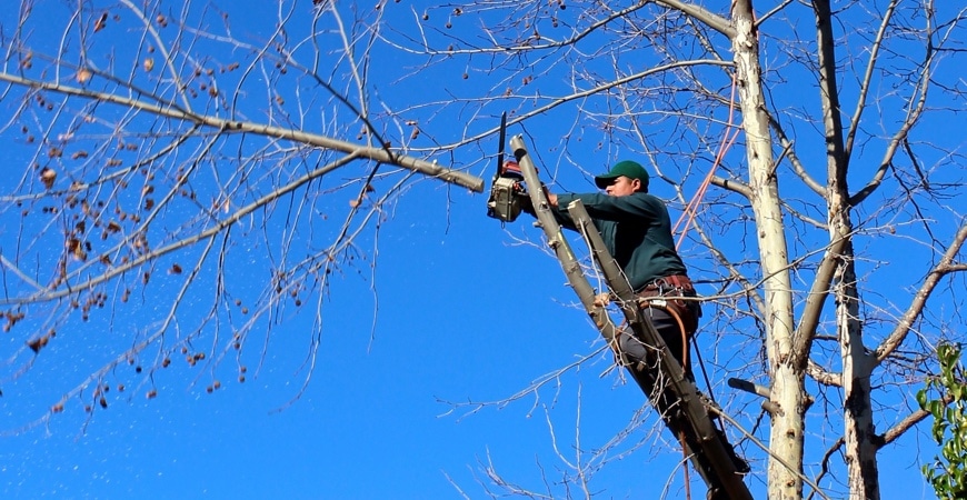 trimming, tree pruning,