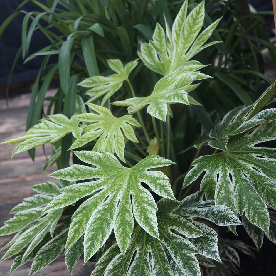 low maintenance plants, fatsia japonica