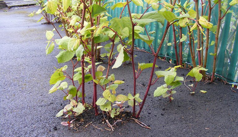 the-most-invasive-plants-in-the-uk-rock-tree-surgeons