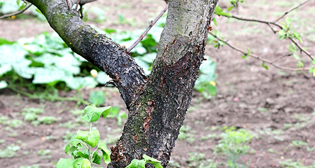 treating diseased trees,