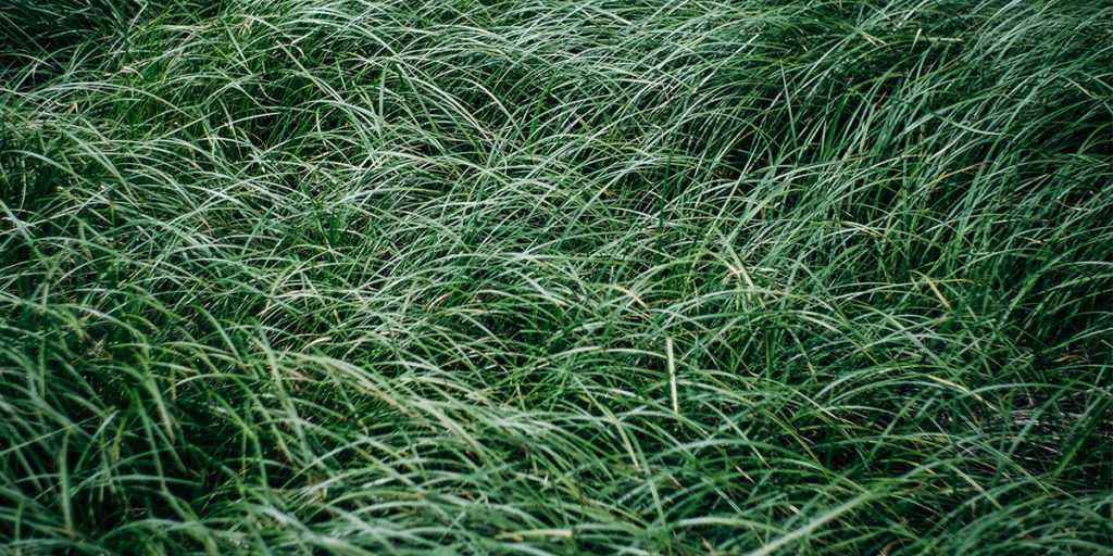 grasses,