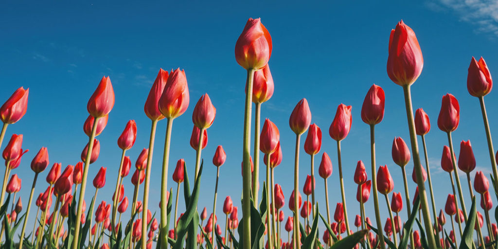 tulips in the UK