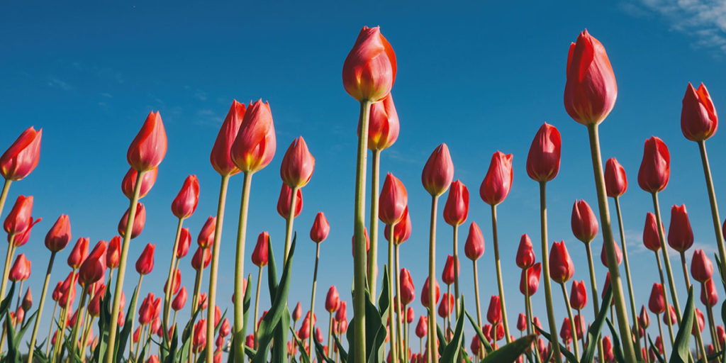 tulips,